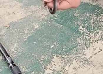 Teror Ular Kobra Akhirnya Lahirkan Korban