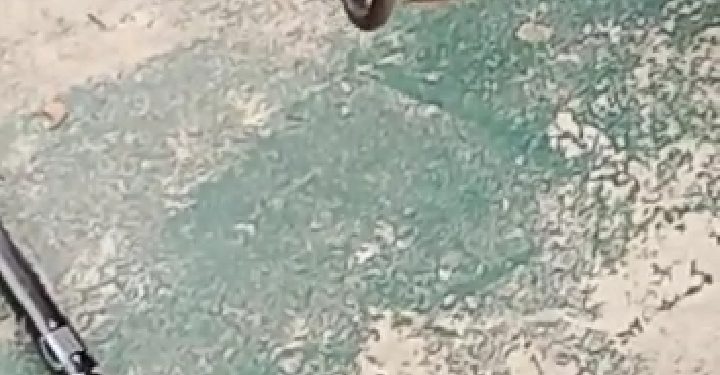 Teror  Ular Terjadi di Beberapa Tempat, Damkar Ingatkan Warga Jaga Kebersihan Lingkungan