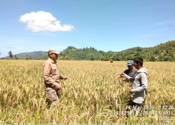 Pastikan Stok Beras Aman Menjelang Ramadhan, Kadistan Tolitoli Tinjau Langsung Ke Sawah