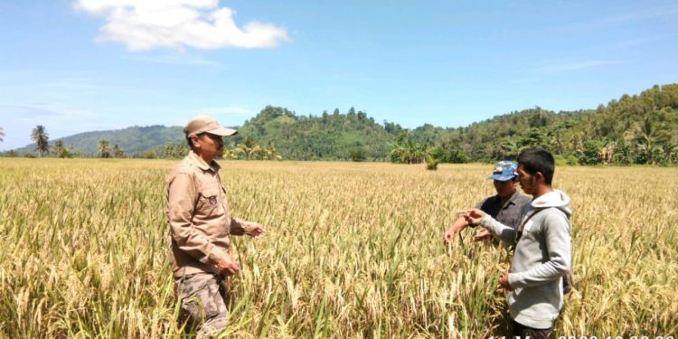Pastikan Stok Beras Aman Menjelang Ramadhan, Kadistan Tolitoli Tinjau Langsung Ke Sawah