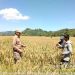 Pastikan Stok Beras Aman Menjelang Ramadhan, Kadistan Tolitoli Tinjau Langsung Ke Sawah