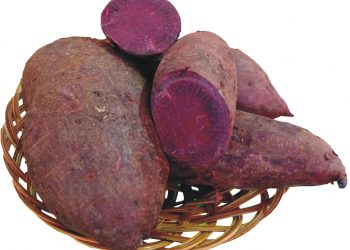 Tangkal Virus Corona Dengan Mengkonsumsi Ubi Ungu