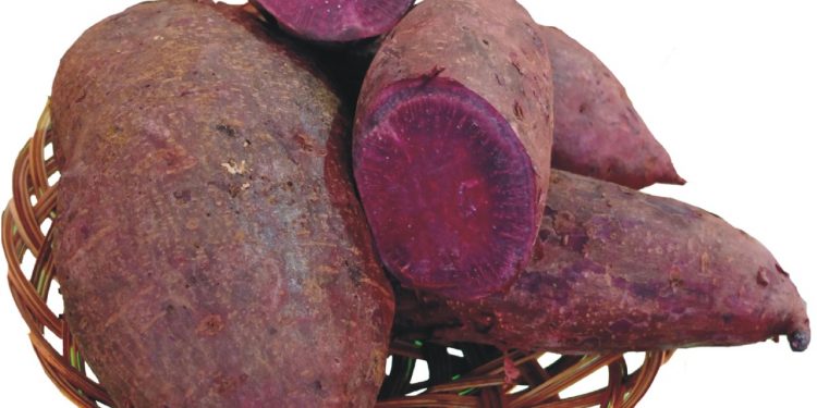 Tangkal Virus Corona Dengan Mengkonsumsi Ubi Ungu