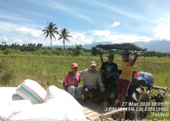 Kadis Pertanian Tolitoli Dampingi Para Petani Saat Panen Padi