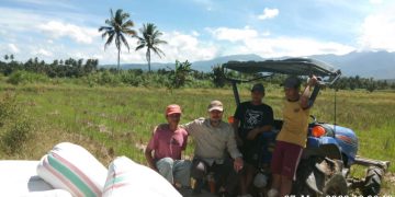 Kadis Pertanian Tolitoli Dampingi Para Petani Saat Panen Padi
