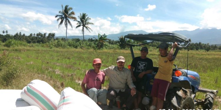 Kadis Pertanian Tolitoli Dampingi Para Petani Saat Panen Padi