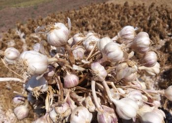 Selama Pandemi Corona, Kementan Pastikan Distribusi Pangan Lancar