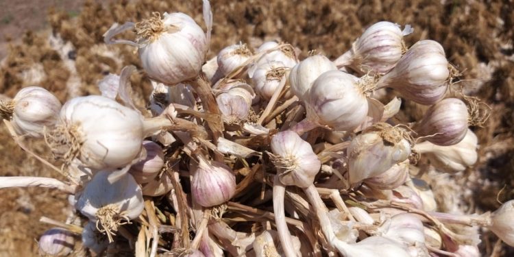 Selama Pandemi Corona, Kementan Pastikan Distribusi Pangan Lancar