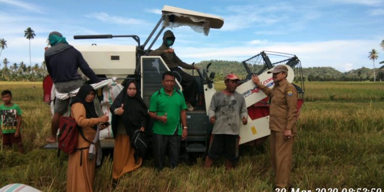 Petani Tolitoli Tetap Produktif Hasilkan Panen Padi