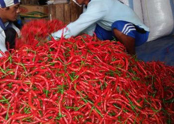 Di Tengah Pandemi Covid-19, Kementan Jaga Produksi Pangan