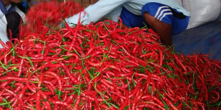 Di Tengah Pandemi Covid-19, Kementan Jaga Produksi Pangan