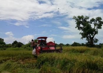 Pandemi Covid-19 Bukan Penghalang, Petani Sumenep Tetap Panen Padi, Jagung dan Bawang Merah