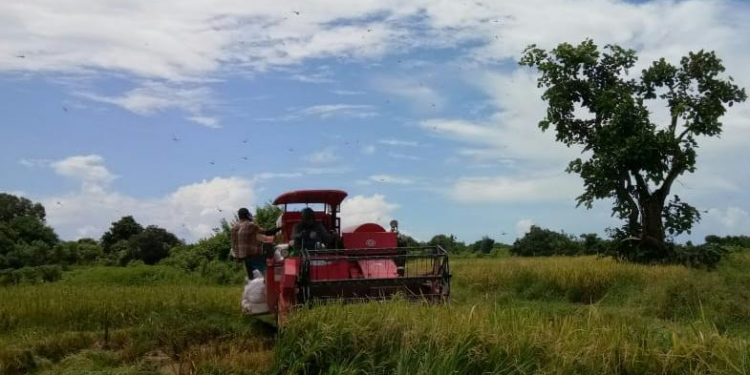 Pandemi Covid-19 Bukan Penghalang, Petani Sumenep Tetap Panen Padi, Jagung dan Bawang Merah