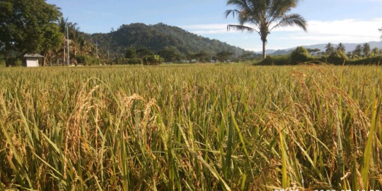 Corona Tak Ganjal Petani di Tolitoli Panen Padi