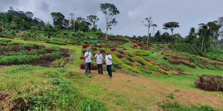 Puncak Tonang Destinasi Wisata Potensil Kabupaten Pasaman