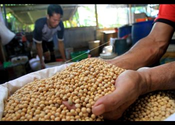 Importir Klaim Jual Rugi Kedelai