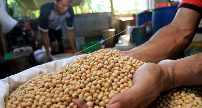 Importir Klaim Jual Rugi Kedelai