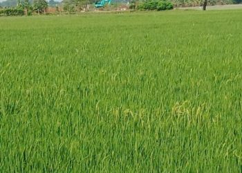 Petani Anggap Pemkab Bekasi dan Jajaranya Acuh Keluhan Petani