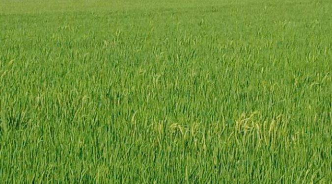 Petani Anggap Pemkab Bekasi dan Jajaranya Acuh Keluhan Petani